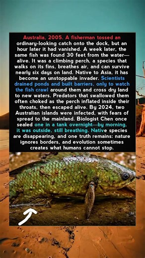 The Fish That Refuses to Die.#Nature #Wildlife #Australia #ClimbingPerch #InvasiveSpecies