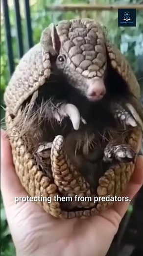 Amazing Armadillo Facts 🐾