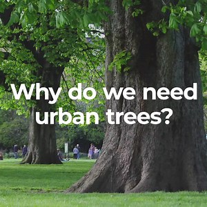 The Urban Tree Challenge Fund has reopened for applications. Thousands of trees will be planted across towns and cities near healthcare and educational facilities and in areas with fewer trees. Find out more here: https://www.gov.uk/government/news/44000-trees-to-be-planted-as-urban-tree-challenge-fund-reopens | Department for Environment, Food and Rural Affairs (Defra)