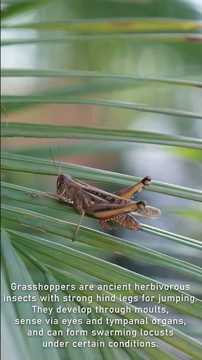 Natures Transformation Grasshoppers Turn into Locusts 🦗 #shortsvideo #grasshopper ‪@NatGeo‬