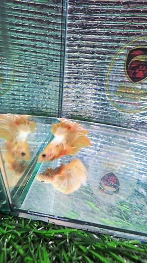 Call us at 7595910793. We assure best quality. #everyone #viralreelschallenge #kolathurfishmarket #galiffstreetpetmarket #instagramreels #everyonefollowers #SellPost #instareels #imported #highlight #chennai #mumbai #thailand #kolkata #delhi #bettalover #bettafishtank #bettasplendens #bettaholic #bettahobby #betta #bettatank #aquarium #follow #instalike #instadaily #beauty #wholesale | Surjyaneel Saha | Facebook