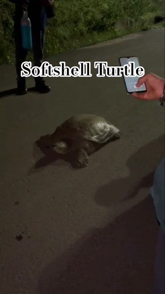 Softshell Turtle