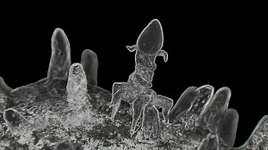 clip-1052645903-bacteriophage-sits-on-bacteria-they-look-under
