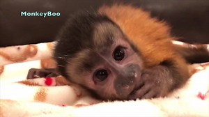 MonkeyBoo - Happy The Monkey meeting MonkeyBoo and Pete...