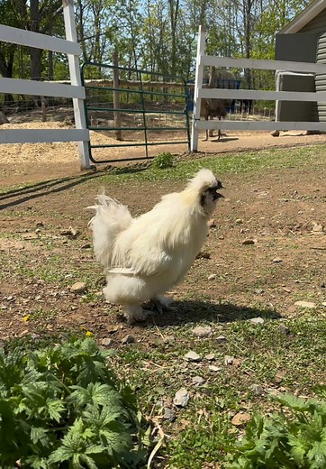 Answering Questions Through Song: A Unique Response