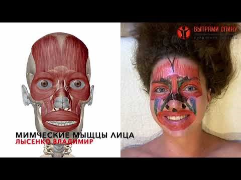 Как образуются морщины на лице? Мимические мышцы лица у девушки в 3-D