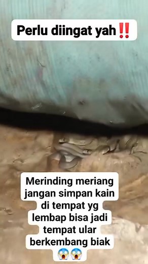1.8M views · 5K reactions | Merinding banget  #ular #duniahewan #reels #trending #viral #fyp #semuaorang #jangkauan #fbpro #Yuniwijayanti | Yuni Wijayanti | Facebook