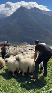 A little more sheep wrangling | Cloud Cap Valais at Rancho Relaxo