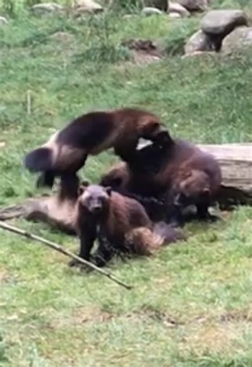 Ever seen baby wolverines play? zoo 🐾❤️ #wolverine #wildlife #nordensark #cuteanimals #babywolverine #naturevideo #zooencounter #animalsoftiktok #forestcreatures #wildlifephotography #wolverinecubs #scandinavianwildlife #cutebabies #animalfamily #nordicnature #zooanimals #rareanimals #forestlife #wilderness #cutetok