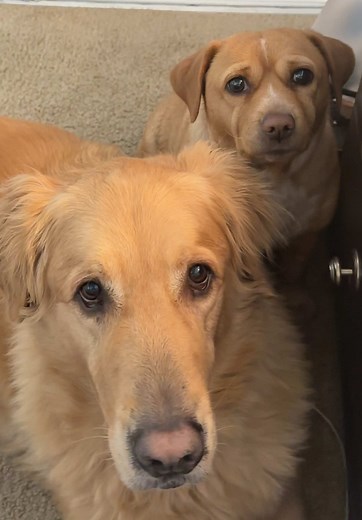 Cashew and Saint: Heartwarming Dog Siblings Bond