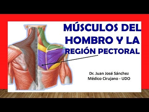 🥇 SHOULDER MUSCLES and Pectoral Region. Easy and Simple