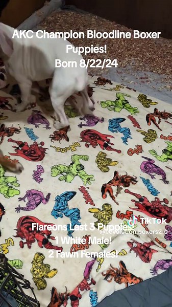 Eevolution Boxers on TikTok