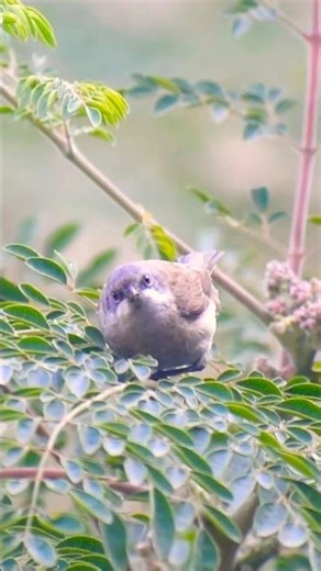 Lesser White throat #birdingparadise #nature #birdwatcher #wildlife #migratorybirds #europe #africa