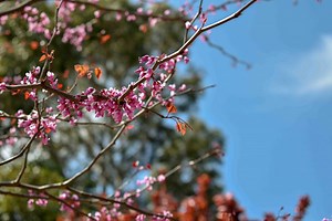 Strategic Plan for 2022-2026 | Centennial Park