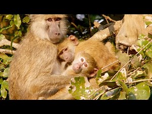 A Biologist Studies a New Species of Baboon