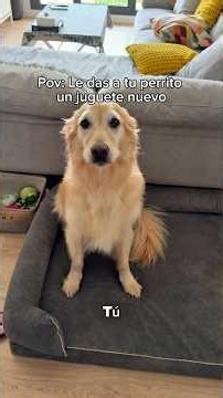 It was short but intense 🐶❤️🍔 #puppy #funny #balú #goldenretriever #huelva #funny #viral