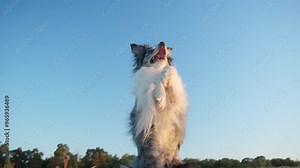 Border Collie jumping up in the air, playfully trying to catch something. The dog appears energetic and engaged, enjoying a lively moment outdoors.