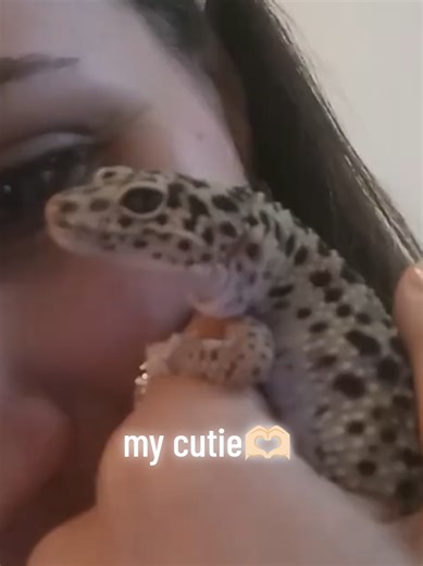 Adorable Gecko Moments That Will Melt Your Heart