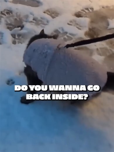 Walking a cat in the snow?! | cat