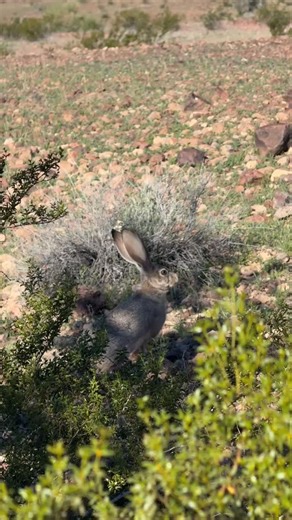 Jackrabbit and I just woke each other up. Was out looking for rocks and almost stepped on a sleeping jackrabbit… we were about 2 feet from each other when we noticed. lol #wildlife #arizona #rabbit | Garret Baquet