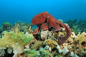 10 unbelievable animals - Some animals have developed skills and strategies that have to be seen to be believed