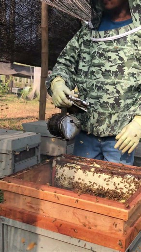 How Honey Is Harvested 🍯🐝 The Beekeeping Process #shorts