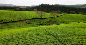 Lush Green Tea Plantations From Above