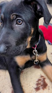 Fox tail grass- know what to look for and to check your pet after each walk. #foxtailgrass #puppycare #puppy #firstaidfordogs #dogwalks #Danger #dorsetdogs #doglover | Nurturing by Nature