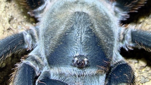 背甲很酷的Aph属捕鸟蛛 未命名墨西哥Aph·sp