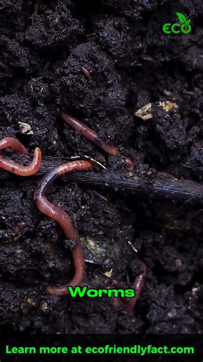 “Coffee grounds don’t belong in the trash.” ☕🌱 What’s left in your cup still has value. Used coffee grounds add nitrogen, help balance compost, and turn daily waste into rich soil food. Small habits like this quietly build healthier gardens and a lighter footprint. What kitchen scrap do you reuse or compost instead of throwing away? 👉 One mindful habit can grow into real change. #CompostingTips #EcoFriendlyFact #ZeroWasteLiving #SustainableGarden #GreenHabits | Eco Friendly