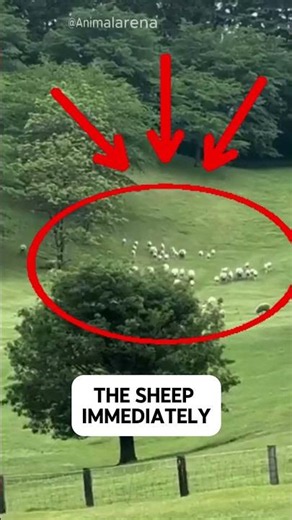 🐑 This Sheepdog Was Born for This Job! Incredible Herding Skills! 🤯