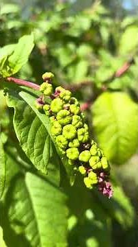 Poke berry #foraging know your plants before foraging