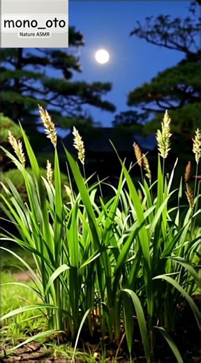 鈴虫の鳴き声と秋の夜風｜Suzumushi ASMR