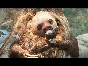 Surprise Sloth Birth at Minnesota Zoo!
