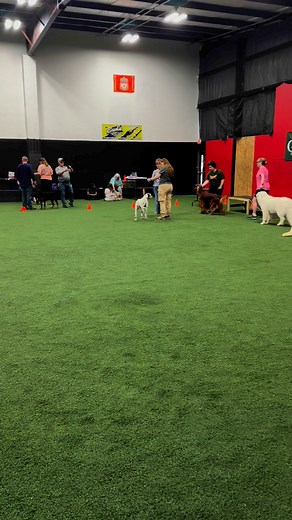 Strut, stack, snack, repeat! Last night’s conformation run-through was full of learning and laughs. Proud of how far we’ve come—one paw at a time. #RingPractice #ShowDogGoals #DalmatianLife #DogMomChronicles #DarrfieldDals | Desiree Darr Haynes