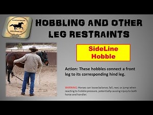 Sideline Hobbles "Hows and Whys" (Part 4 of 6)
