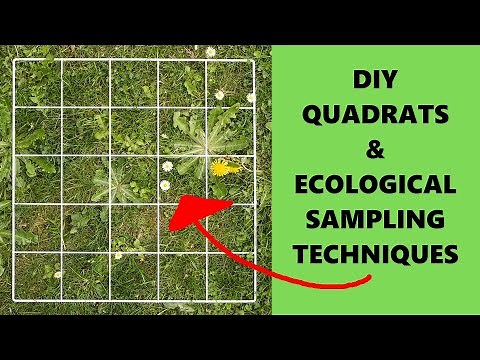 DIY Ecology Experiment for Beginners