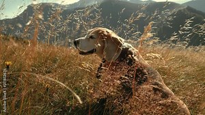 4K Beagle dog sitting in tall grass bending under in gusts on sunny summer evening