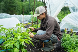 56K views · 922 reactions | Est-ce que les dégâts d'insectes ont débuté chez vous? 者 Cette semaine, on partage avec vous 3 trucs pour contrer les insectes ravageurs, peu importe la taille de votre potager! Visionnez cette capsule afin de savoir quel comportement adopter lorsque des petites bestioles tentent de manger vos légumes avant vous! ‍ | L'Académie Potagère | Facebook
