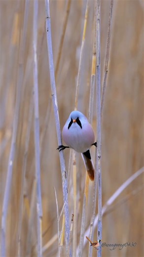 文須雀 Bearded Reedling #birds #birdingparadise #wildlife #nature #4k #birdphotography #birdwatching
