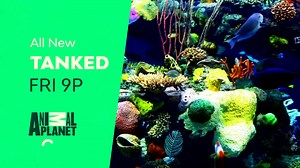 82 reactions · 7 comments | Dun nun...dun nun. Who's ready to get TANKED with the San Jose Sharks this week? You know how much we love a shark! Can't WAIT to show you what we've got in store. Tune in Friday at 9pm for a brand new episode. | Heather KING - Tanked | Facebook