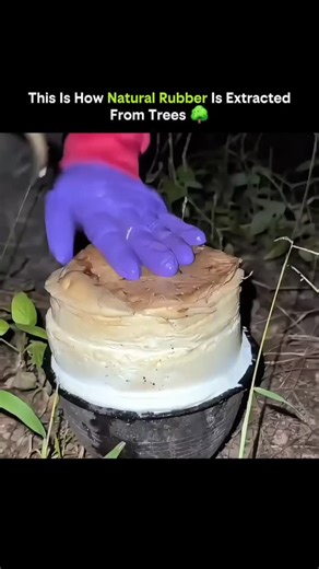 SCIENCE - EXPLAINED | Natural rubber doesn’t come from factories — it comes from living trees. • Rubber is harvested from the Hevea brasiliensis tree • Workers... | Instagram