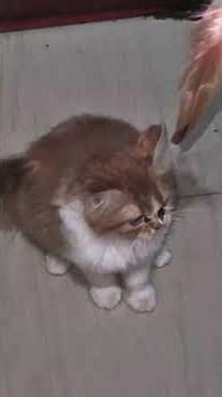 Why Cats Are Actually Terrible Pets