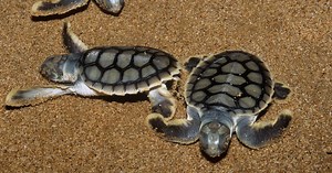 Sea turtle blows underwater bubbles