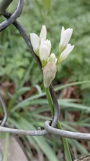 Spring Flower Blossoms #springflowers #urbangardening