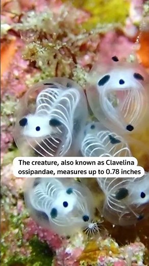 The skeleton panda sea squirt is one of Japan's newest underwater species