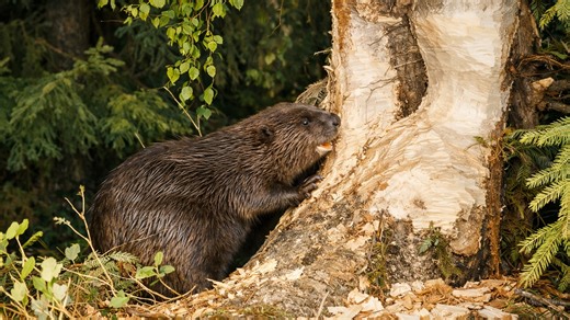 A Camera Trap Captured a Beaver Building Materials in the Wild