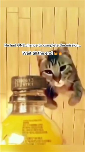 Secret Agent Cats on a Mission 😼🔥(Wait for the Final Shot)