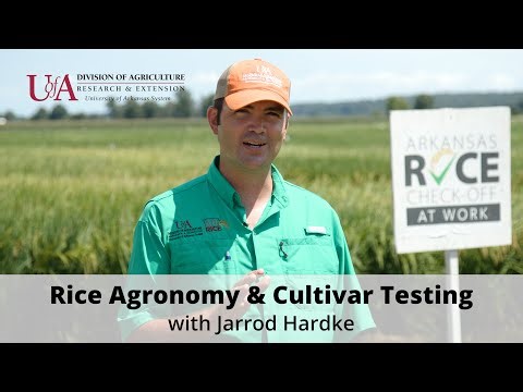Arkansas Rice Agronomy and Cultivar Testing
