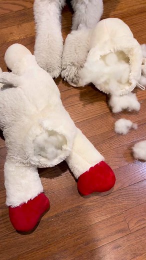 Adorable Goldendoodle Compilation | Funny Dog Videos